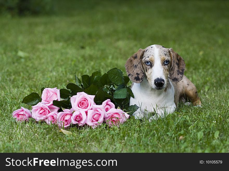 Portrait of beautiful dog outdoor