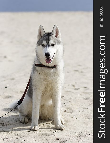 Portrait of dog - siberian husky