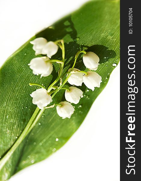 Lily-of-the-valley over green leaf