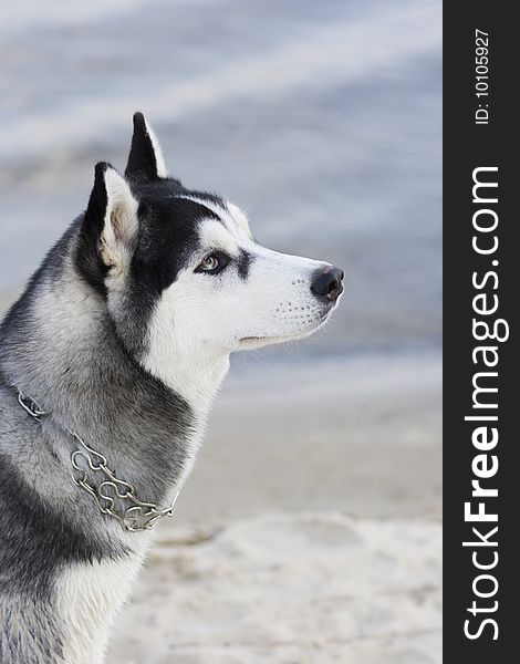 Portrait of siberian husky outdoor. Portrait of siberian husky outdoor