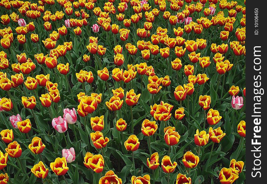 Plenty of yellow and red tulips on some garden.