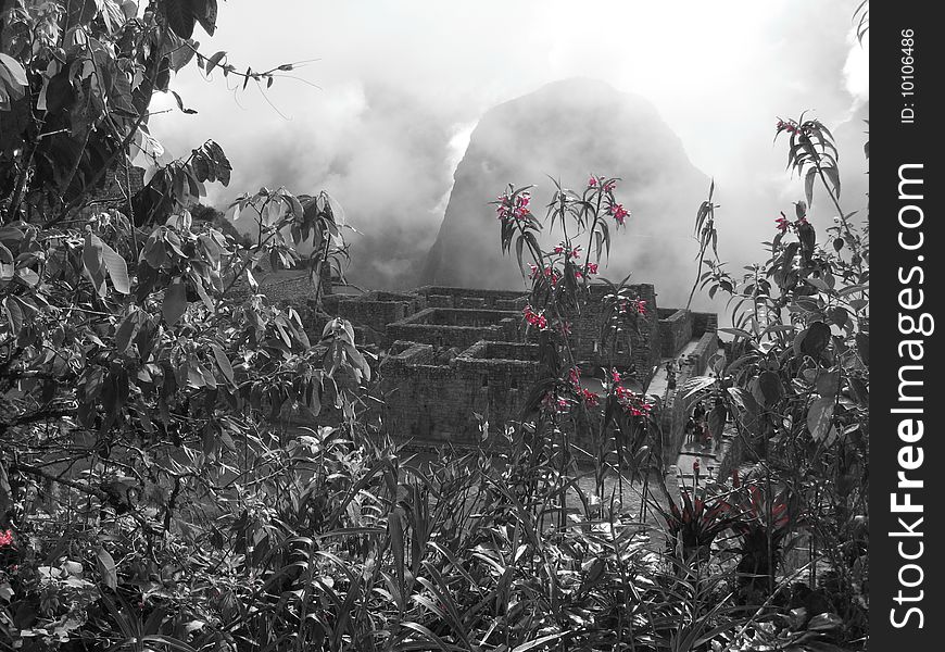 Machu Picchu View in black and white behind pink flowers, Andes, PerÃ¹, South America. Machu Picchu View in black and white behind pink flowers, Andes, PerÃ¹, South America