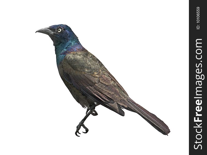Common grackle (Quiscalus quiscula) isolated on white