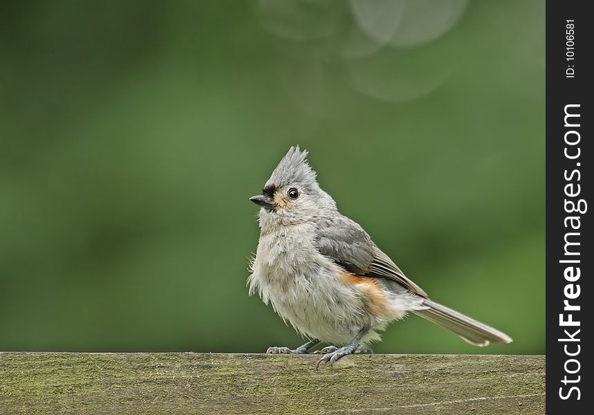 Tufted Titmouse (Baeolophus bicolor)