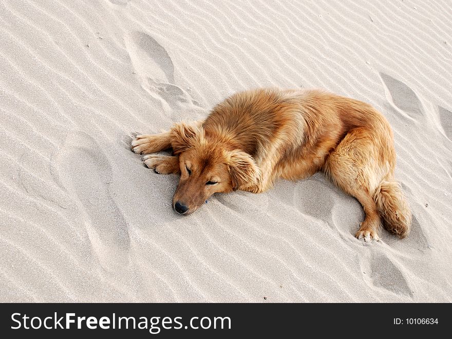 Dog sleeping on the beach. Dog sleeping on the beach