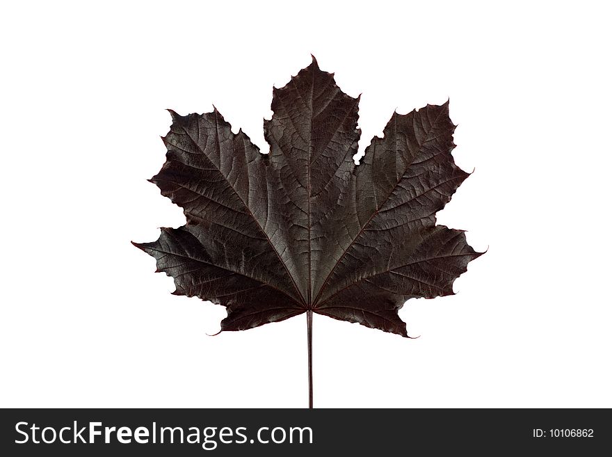 Canada maple leaf isolated on white