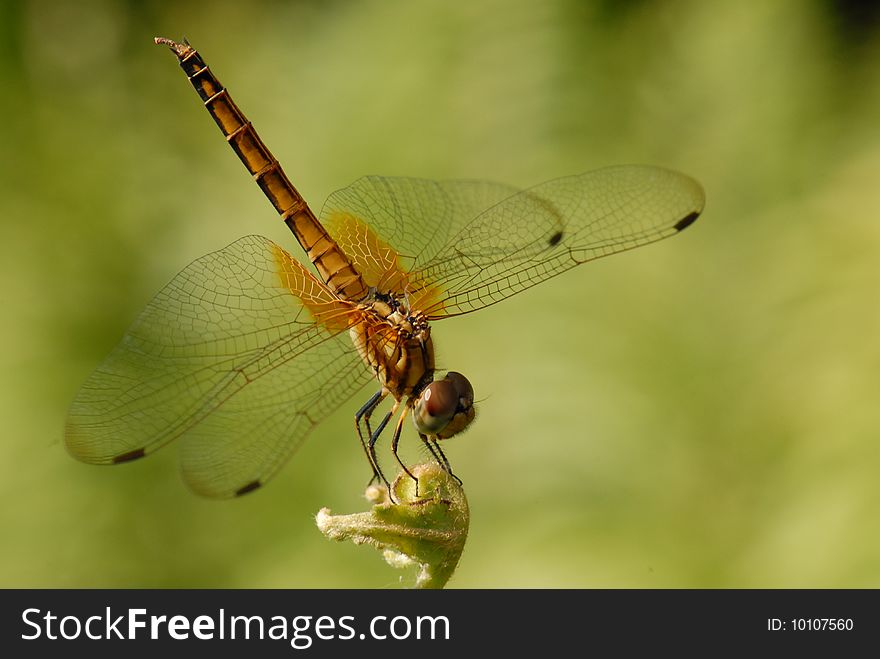 Dragonfly rest on plant with wings spread