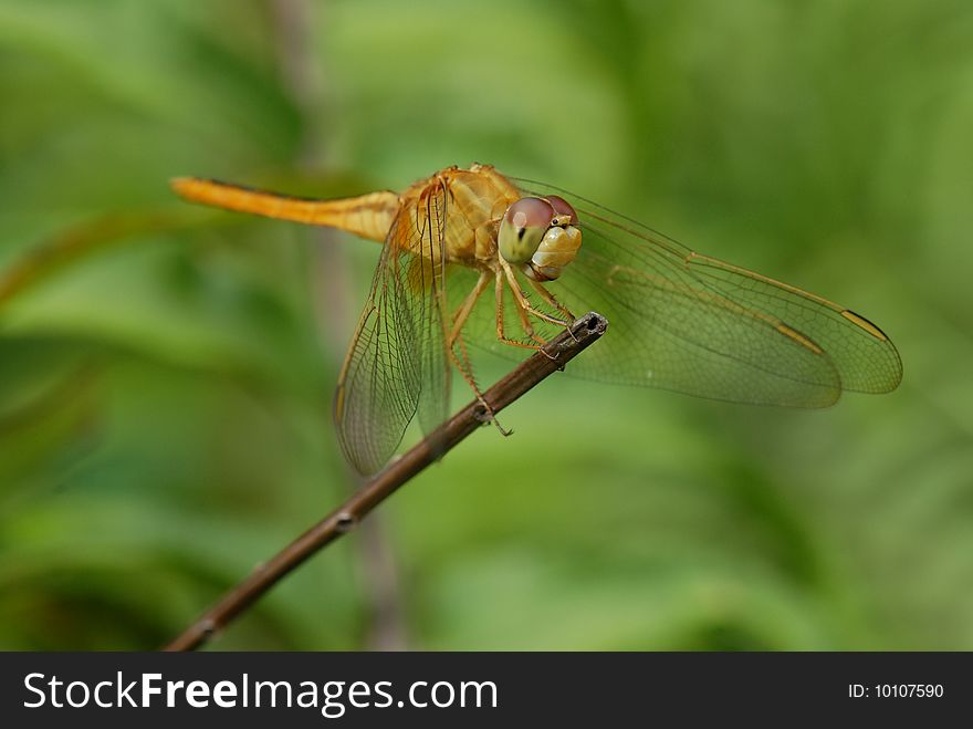 Dragonfly rest on stick with wings spread