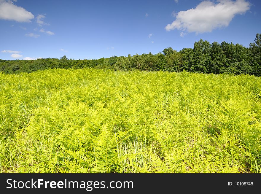 Fern field agleam with strong sun and surrounded by forest