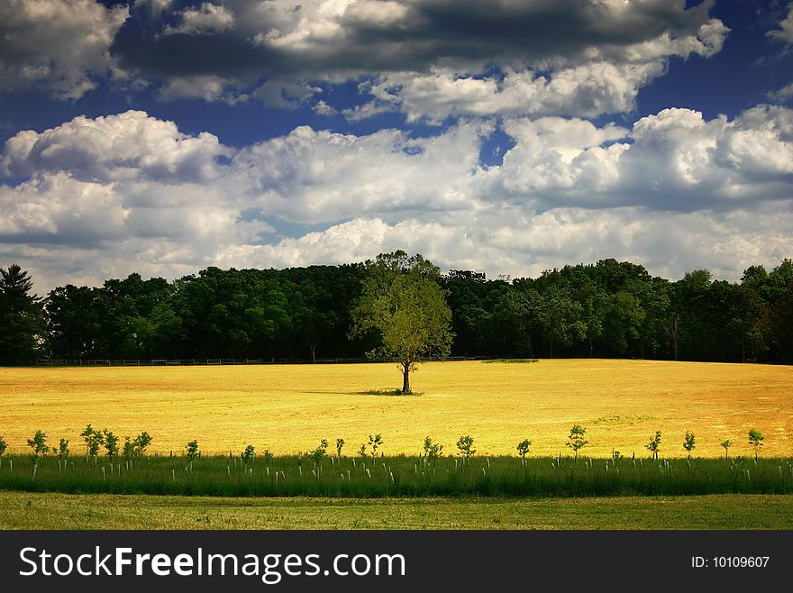 A field with clouds passing over head and a lone tree. A field with clouds passing over head and a lone tree
