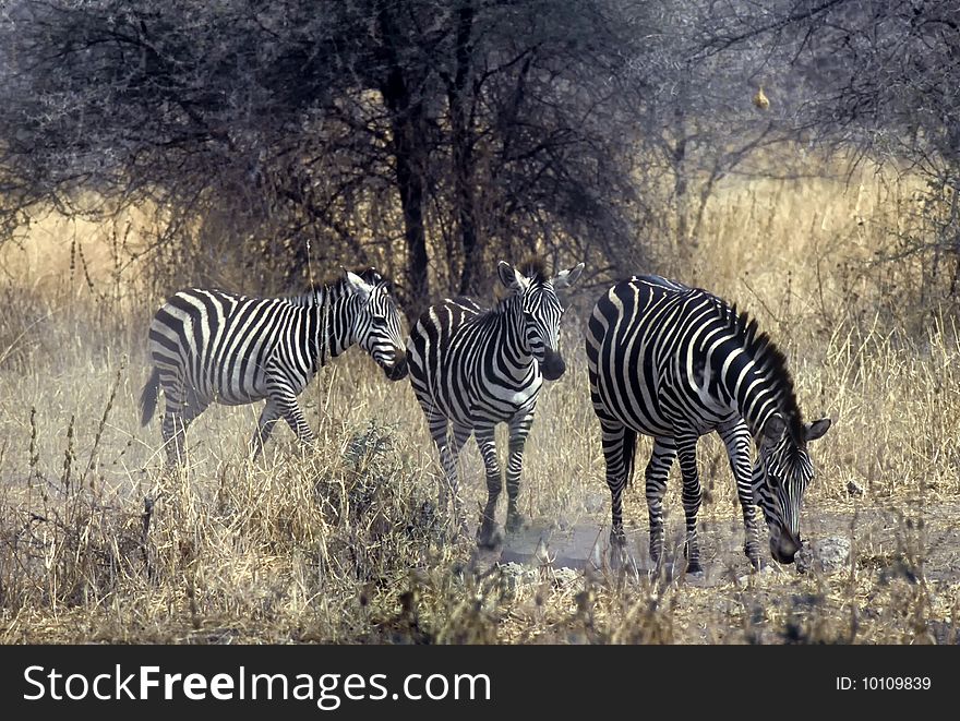 Zebras in the Serengeti National Park, Tanzania. Zebras in the Serengeti National Park, Tanzania