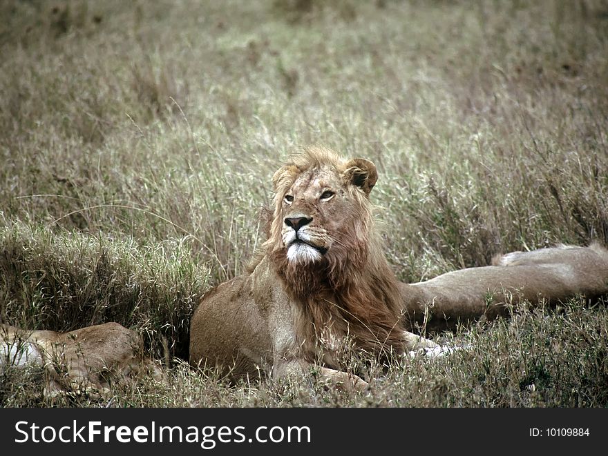 Lion in Serengeti National Park,Tanzania. Lion in Serengeti National Park,Tanzania