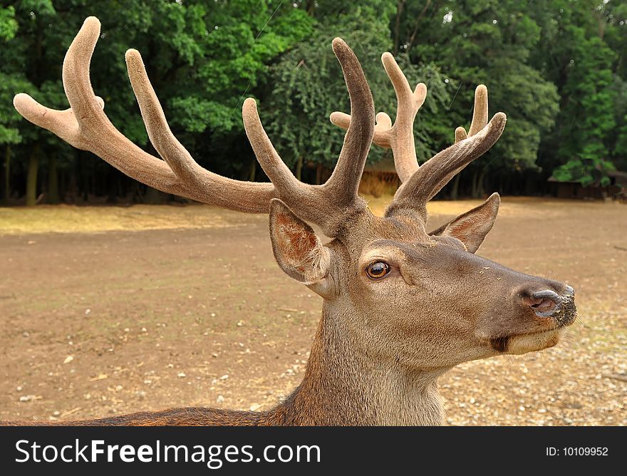 Prime stag with new antlers.