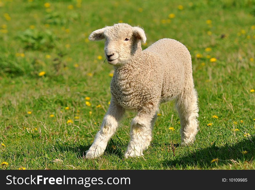 Young lamb and dandelions are spring and summer. Young lamb and dandelions are spring and summer.