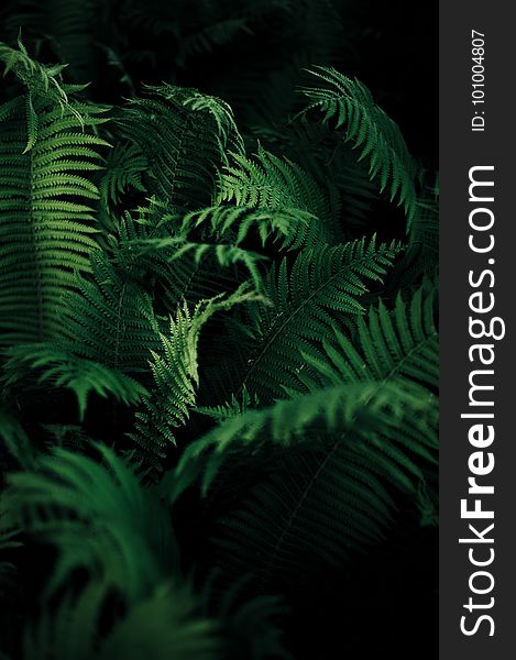 Vegetation, Ferns And Horsetails, Plant, Fern