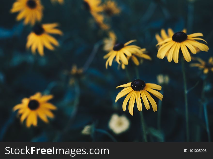Flower, Yellow, Flora, Wildflower