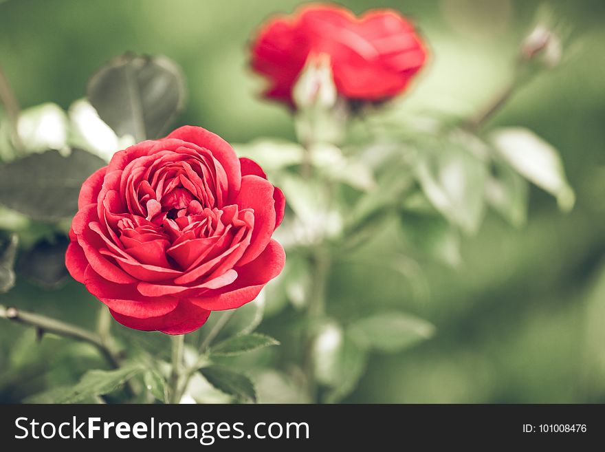 Flower, Red, Rose, Rose Family