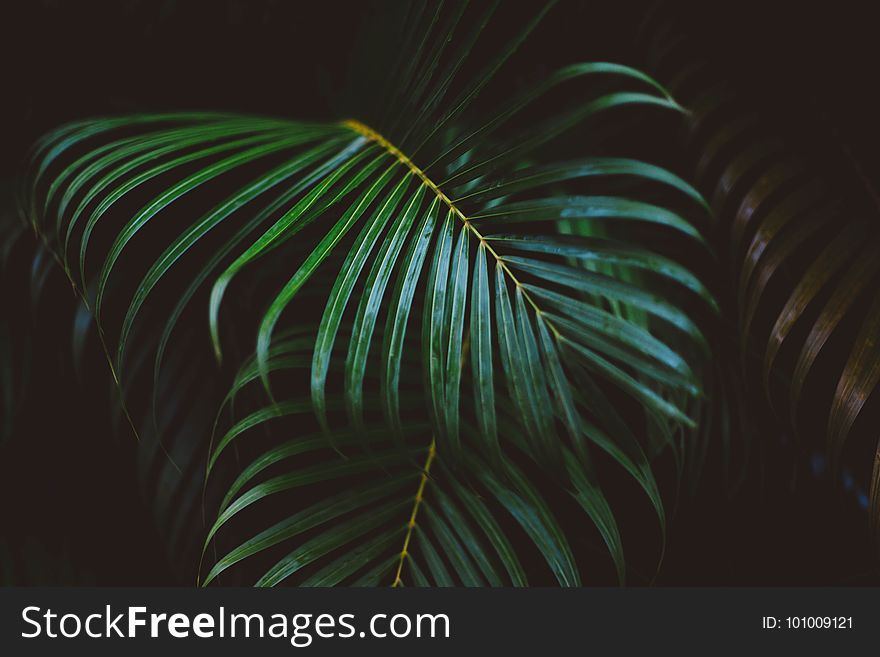 Green, Leaf, Vegetation, Palm Tree