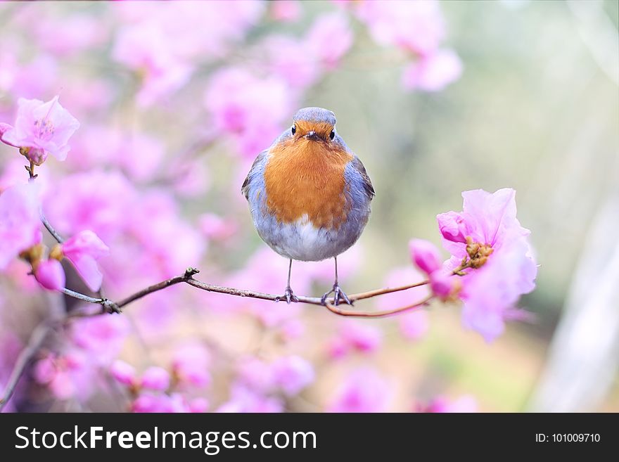 Bird, Fauna, Beak, Flower