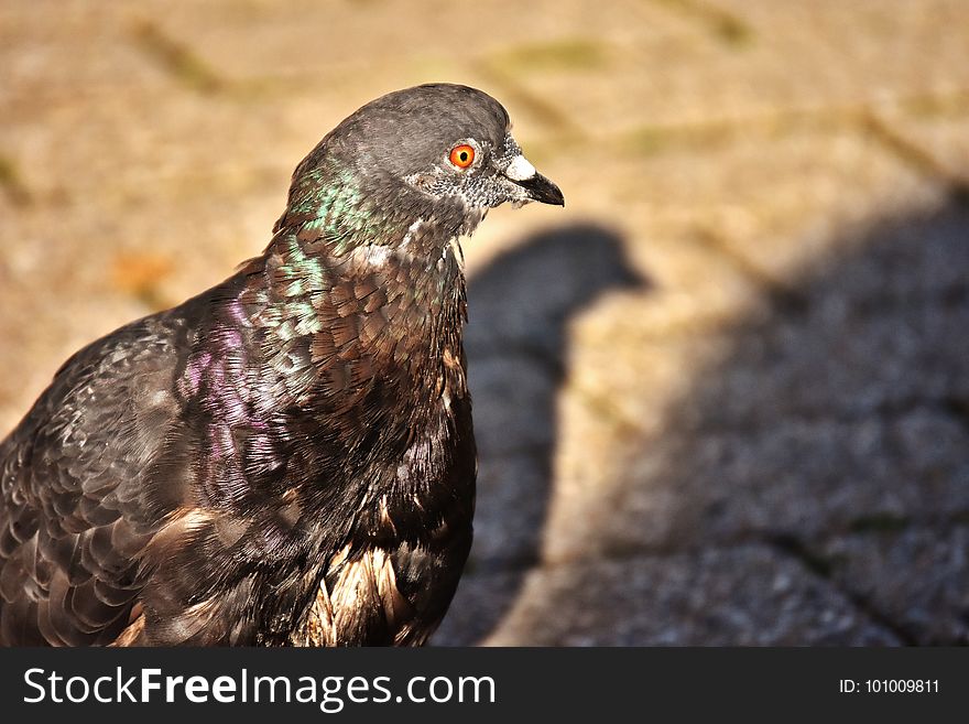 Beak, Bird, Fauna, Close Up