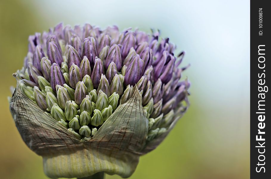 Purple, Flower, Close Up, Flora