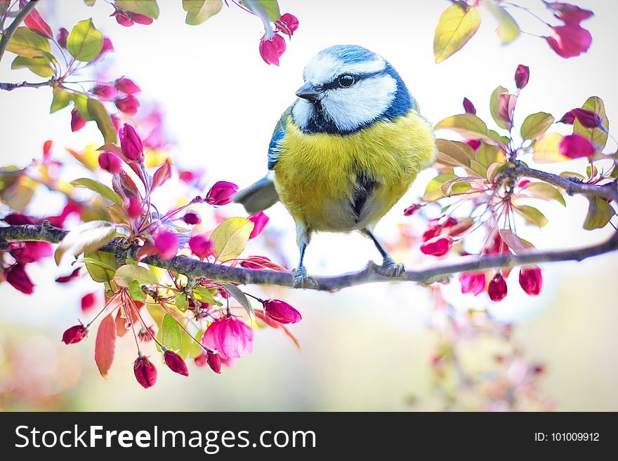 Bird, Flower, Branch, Fauna