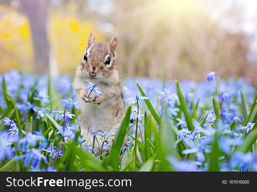 Mammal, Fauna, Wildlife, Squirrel