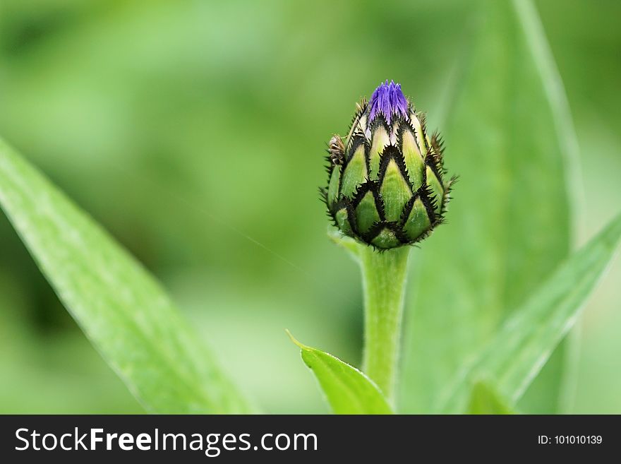 Bud, Close Up, Plant, Flora