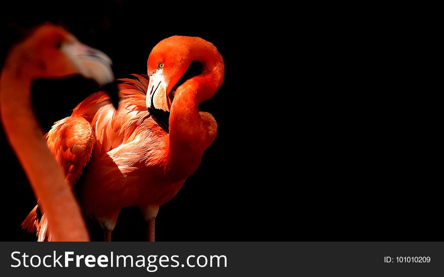 Flamingo, Water Bird, Vertebrate, Bird