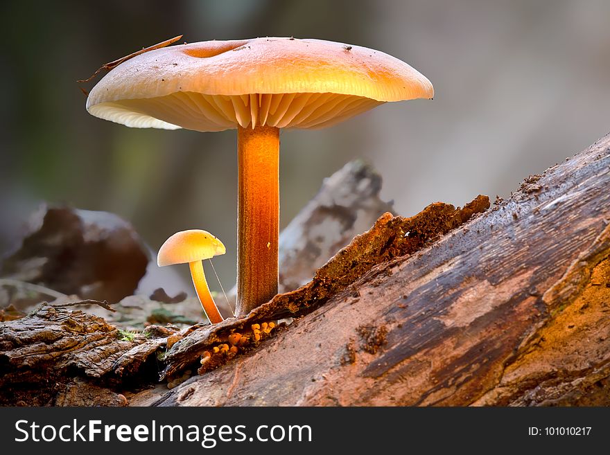 Mushroom, Edible Mushroom, Fungus, Medicinal Mushroom