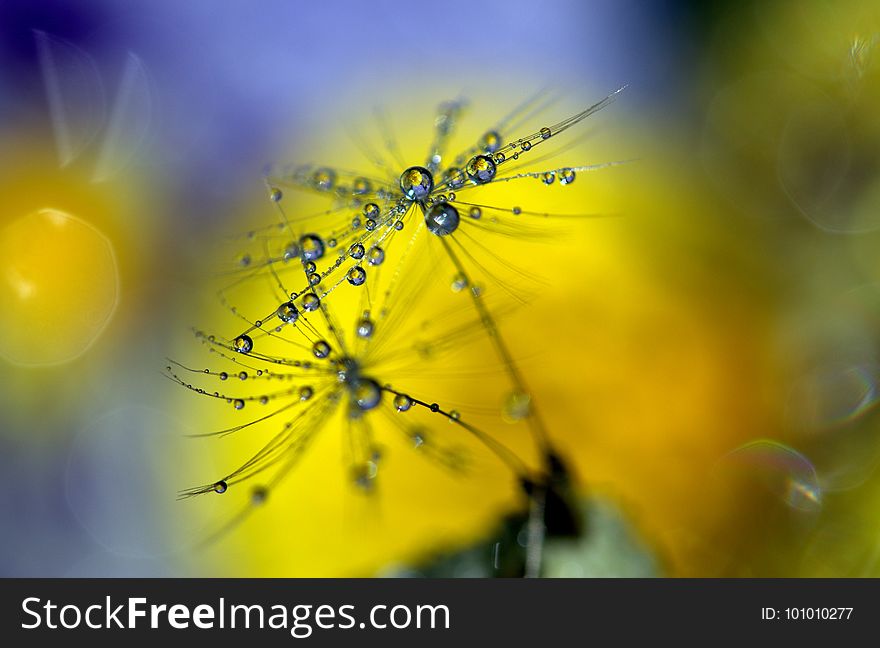 Water, Yellow, Macro Photography, Close Up