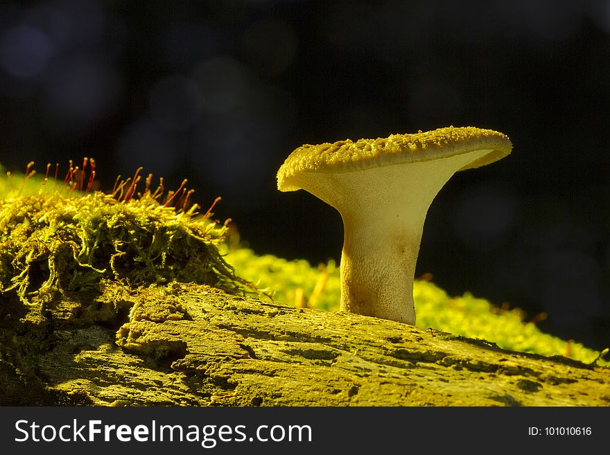 Yellow, Mushroom, Bolete, Fungus