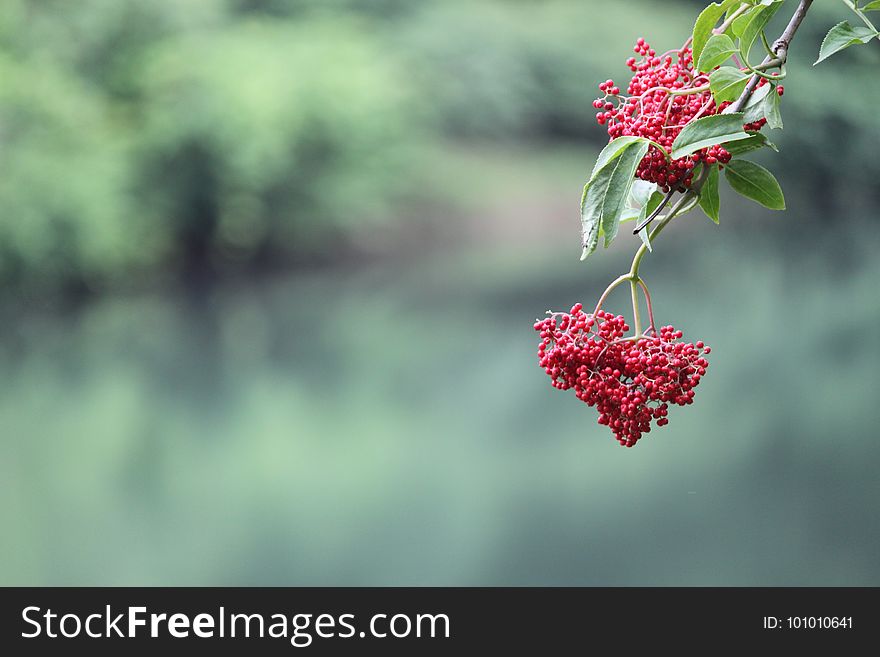 Flora, Flower, Plant, Spring