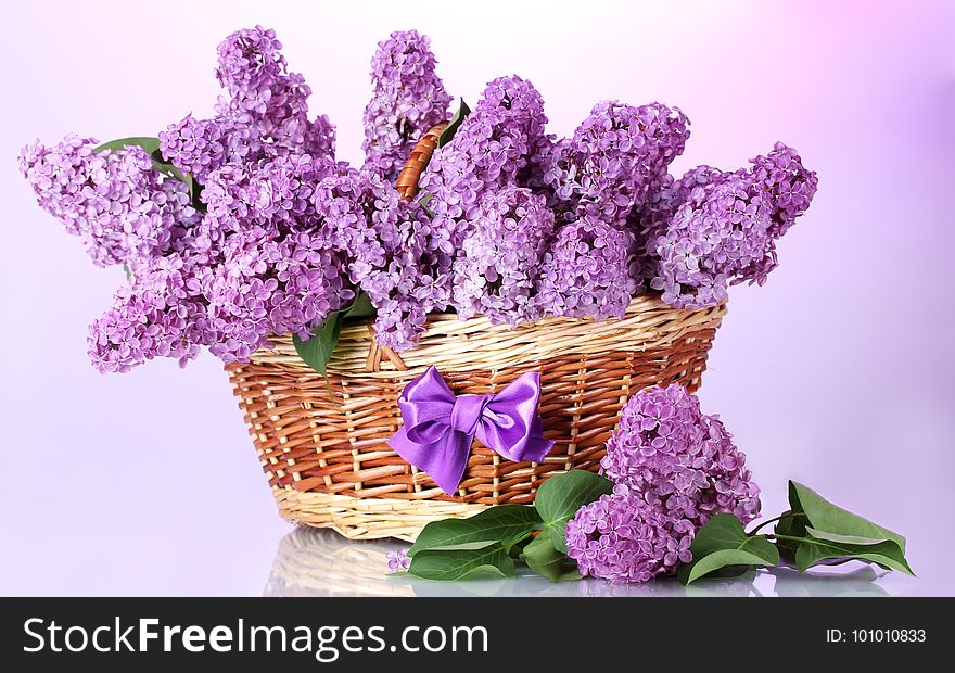 Flower, Purple, Violet, Flowerpot