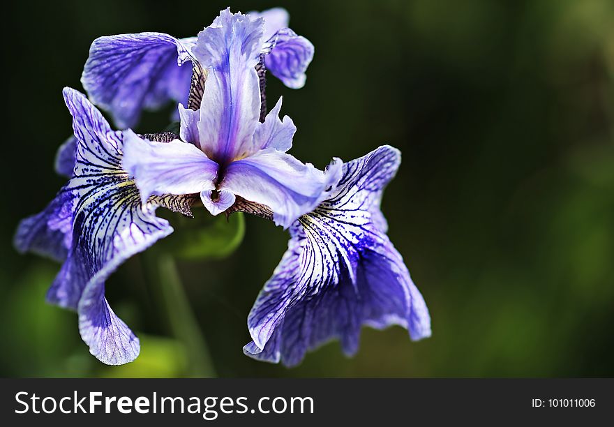 Flower, Iris Versicolor, Plant, Flora