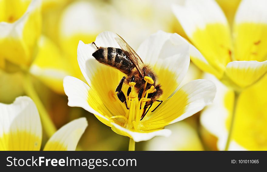 Flower, Bee, Honey Bee, Yellow