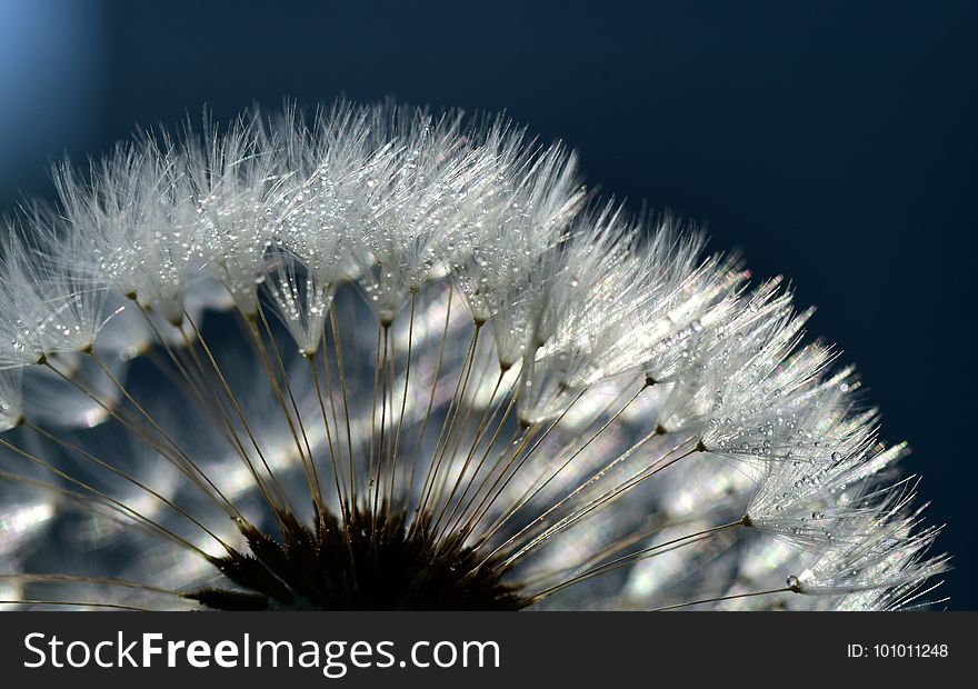 Flower, Dandelion, Close Up, Atmosphere Of Earth