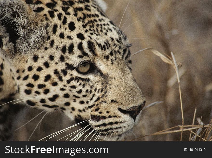 Leopard, Wildlife, Terrestrial Animal, Jaguar