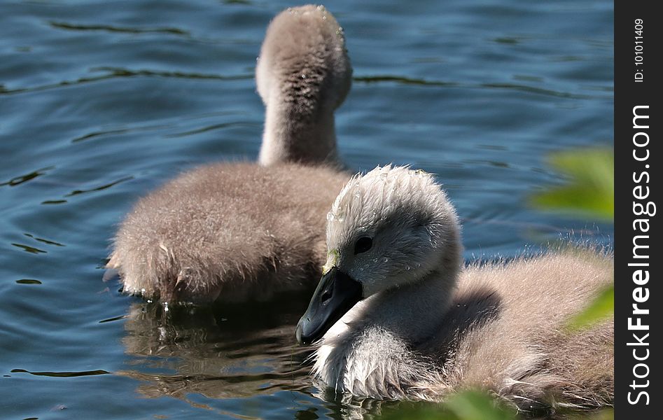 Bird, Fauna, Water Bird, Beak