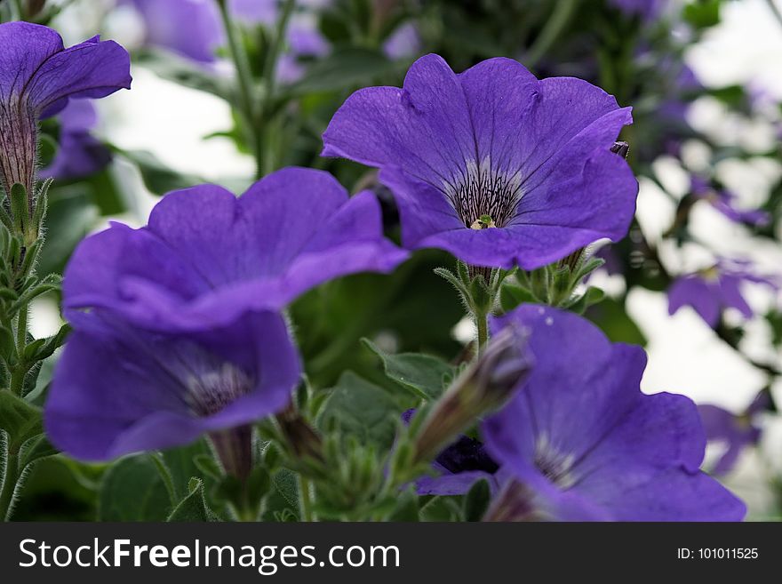 Flower, Plant, Purple, Violet Family