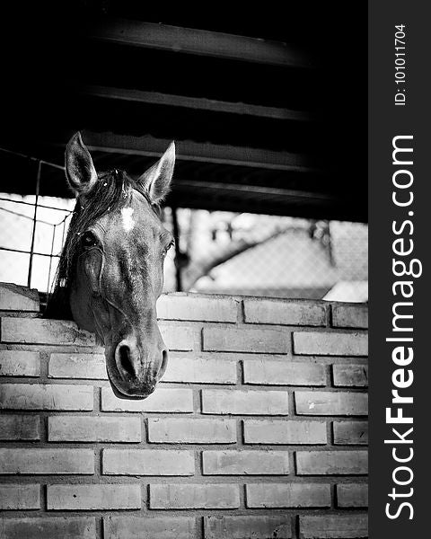 Horse, White, Black, Black And White