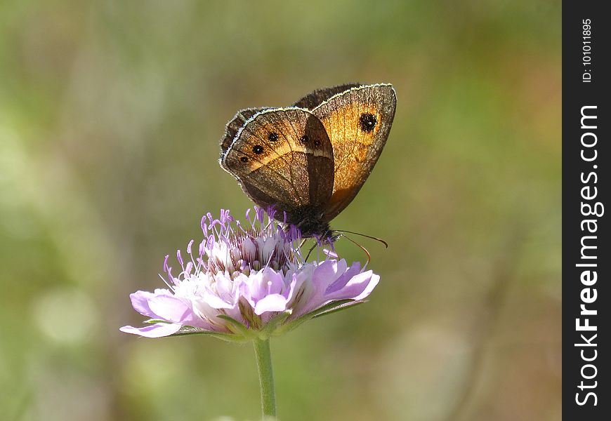 Butterfly, Moths And Butterflies, Insect, Brush Footed Butterfly