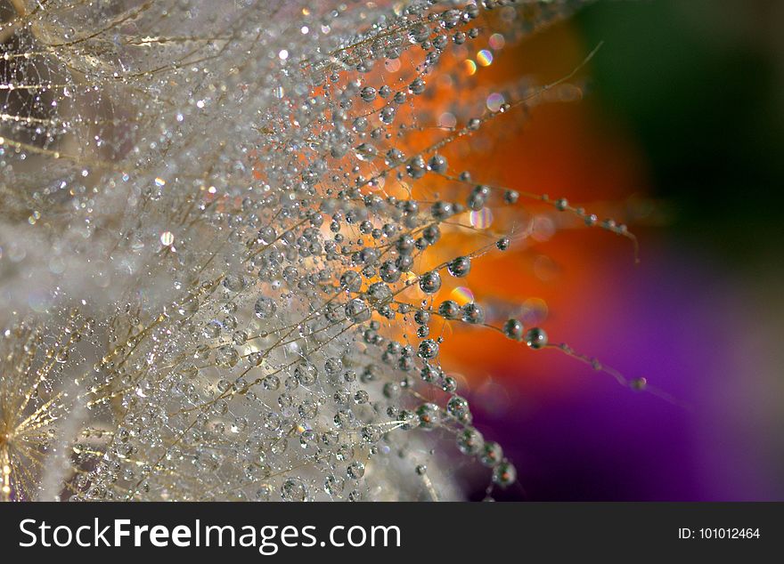 Water, Spider Web, Moisture, Macro Photography