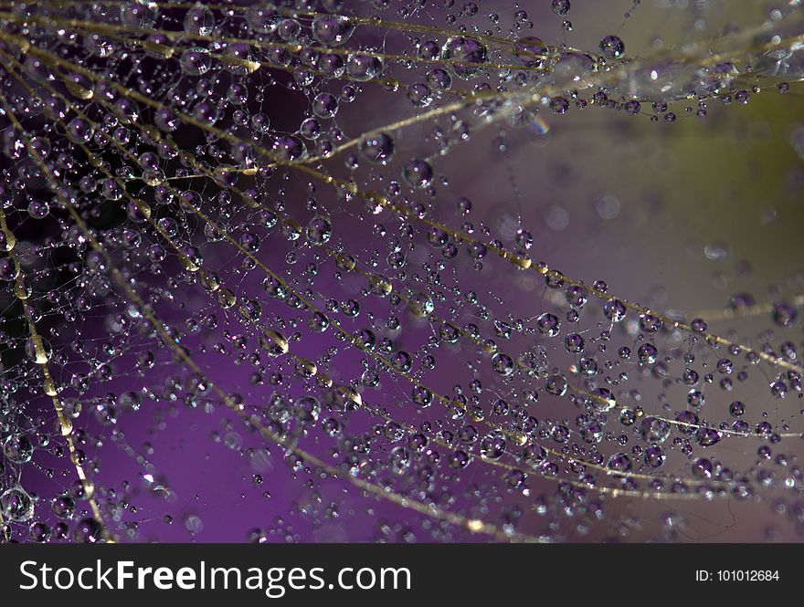 Water, Spider Web, Dew, Purple