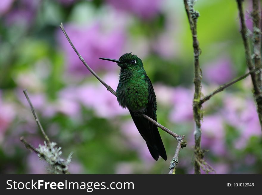 Bird, Hummingbird, Fauna, Beak
