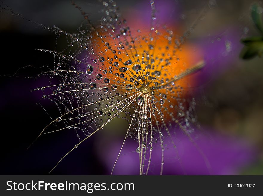 Water, Macro Photography, Spider Web, Purple