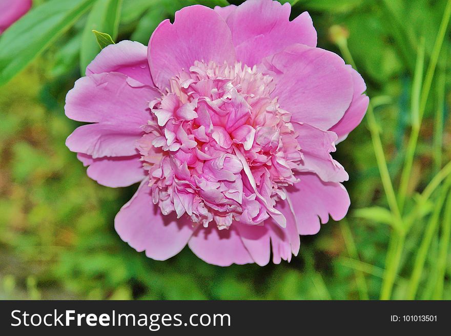 Flower, Flowering Plant, Peony, Plant