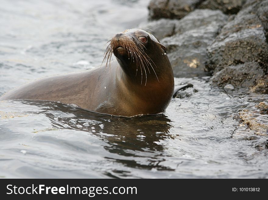 Seals, Mammal, Fauna, Marine Mammal