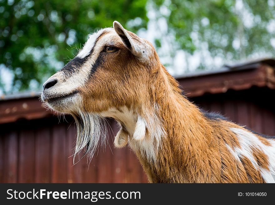 Goats, Goat, Fauna, Wildlife