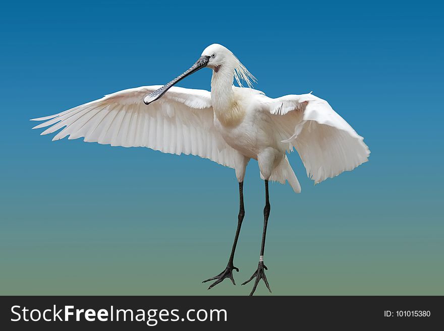 Bird, Beak, Sky, Wing